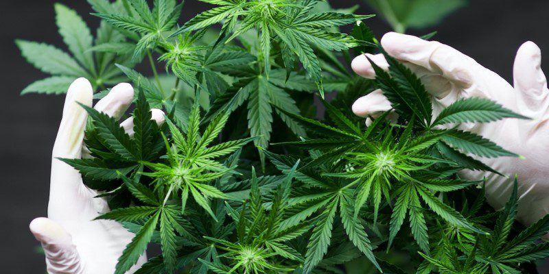 environmental factors affecting tuna kush yield indoor vs outdoor