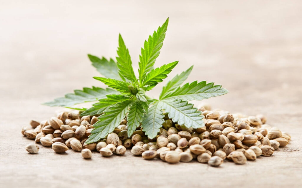 Tuna Kush Seeds
